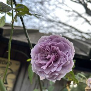 バラ,感謝,手作りの庭,花のある暮らし,バラ大好きの画像