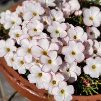 ペンタス,ペンタス,オキザリス・バーシカラー,オキザリス・バーシカラー,玄関前の画像