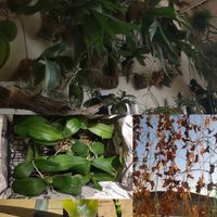 チランジア,セッコク,デンドロビウム,胡蝶蘭,ビカクシダの画像