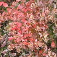 アベリア,紅葉（こうよう）,スマホ撮影,堤防沿い,花後も楽しむの画像