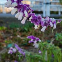 アメジストセージの画像