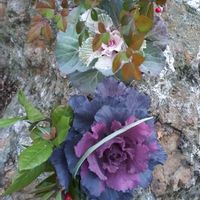 スノードラゴン,ハツユキカヅラ,ヤブコウジ(十両),ヤブコウジ(十両),ヤブコウジの実の画像