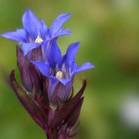リンドウ,山野草,綺麗な色♡,癒し,花のある暮らしの画像