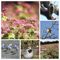 アジサイ,ソバ,ヒヤシンス,ヤツデ,赤そば 高嶺ルビーの画像