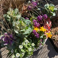 アリッサム,カレックス,葉牡丹,ビオラ,寄せ植えの画像