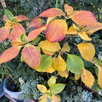 アジサイ,楓かえで,小さな庭の画像