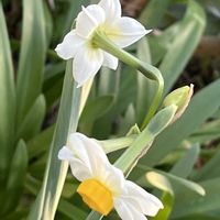 ハボタン,ハボタン,水菜,水菜,水仙の画像