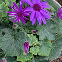 サルビア,ネメシア,ロベリア,ビオラ,サイネリアセネッティの画像