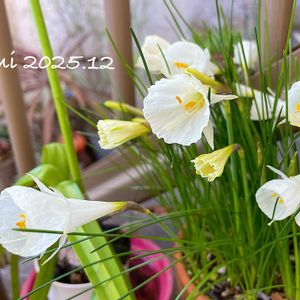 バルボコディウム・モノフィラス,水仙,ペチコート水仙,モノフィラス,球根の画像