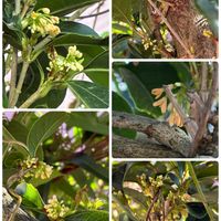 銀木犀,私のお庭,白い水曜日♡,千葉県北西部,チーム♡シロの画像