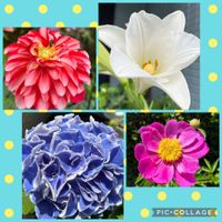 ジニア,ダリア,ユリ,メディニラ マグニフィカ,白木蓮の画像