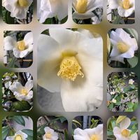 グレビレア,ツバキ,ツバキ,ヤツデ,ビオラの画像