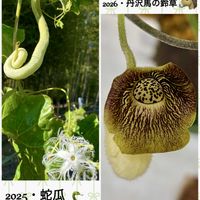 マムシグサ,ヘビウリ,コマツナギ,ルリハコベ,コメツブウマゴヤシの画像