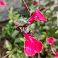 チェリーセージ,チェリーセージ,ご近所散歩,たねからの幸せ,真っ赤な火曜日の画像