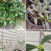 スキミア,スキミア,斑入り スキミア,花のある暮らし,お楽しみ❀.(*´▽`*)❀.の画像