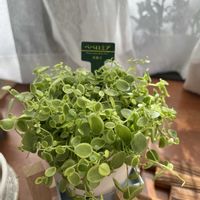 ペペロミア,ペペロミア真亜子,出窓の画像