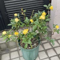 ゲッキツ,ミニバラ コルダーナ,シクラメン ジックス,7/21,12/22の画像