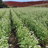 コキア,ソバ,公園,今日のお花,おでかけ先の画像