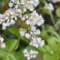 ソバ,花壇,ガーデニング,山野草,野菜の花の画像