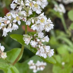 ソバ,花壇,ガーデニング,山野草,野菜の花の画像