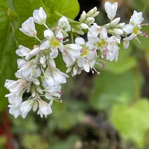 ソバ,花壇,ガーデニング,山野草,野菜の花の画像