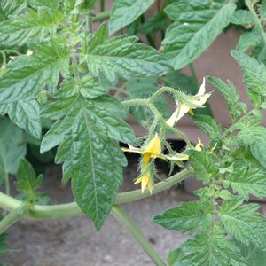 ミニトマト♥,ニラの種子*の画像