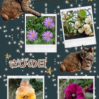 ブラキカム,チェッカーベリー,ラナンキュラスラックス,ポピー　アメージンググレイ,さび猫の画像