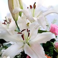 カサブランカ,ビオラ,花かんざし,ストック キスミー,種まきの画像