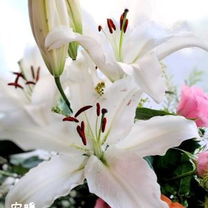 カサブランカ,ビオラ,花かんざし,ストック キスミー,種まきの画像