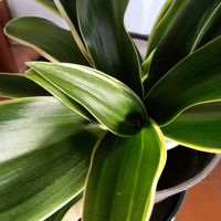オモト,万年青(おもと),万年青(おもと)の花,東北人花の会,チーム魔女っ子の画像