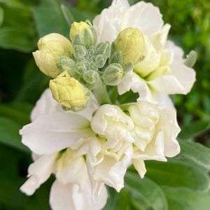 白が好き,#ガーデニング,エクステリアの画像