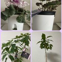 コーヒーの木,大晦日,フェアリーピコ,来年は良い年に,プリンセチア白の画像