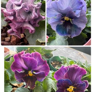 種まき,花のある暮らし,ビオラ・パンジー,お花大好き♡,種蒔きからの画像