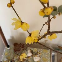 蝋梅,玄関アプローチの画像