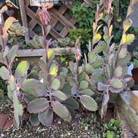 胡蝶の舞錦,寄せ植え,多肉植物,地植え,多肉大好きの画像