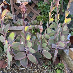 胡蝶の舞錦,寄せ植え,多肉植物,地植え,多肉大好きの画像