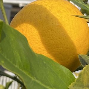 柚子,柚子,柚子,iphone11の画像