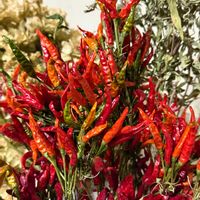 オオイヌノフグリ,オオイヌノフグリ,ジニア,ホトケノザ,ホトケノザの画像