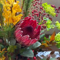 プロテアの画像