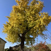 イチョウ,公園,年末のご挨拶,過去pic,おでかけ先の画像