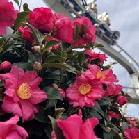 サザンカ,シクラメン,バラ,パンジー,薔薇の画像