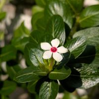 ニチニチソウ,お出かけ先の画像