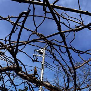 キウイ,剪定の画像