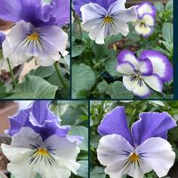 クロッカス,チューリップ,ムスカリ,ルビーネックレス,パンジー マリアブルーオーシャンの画像