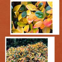 ヤマツツジ,癒し,今日の一枚,ありがとう♡,コラージュ仲間達の画像