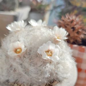 サボテン,白星,ロココ,多肉植物,花冠の画像