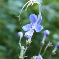 カリガネソウ,フジバカマ,花のある暮らし,紫色の花,シベが美しいの画像