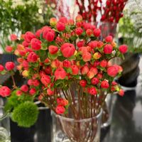 ヒペリカム,切り花,赤い実,花のある暮らし,華やかの画像