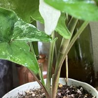 シンゴニウム,シンゴニウム・フレンチマーブル,観葉植物,PR,室内管理の画像