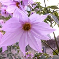 皇帝ダリア,キダチダリア✨,お出かけ先の画像